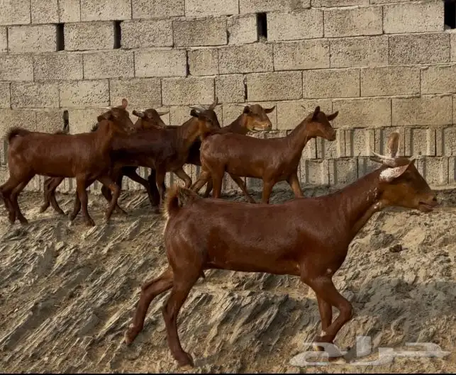 معزا دهم صنف ماشاء الله 5