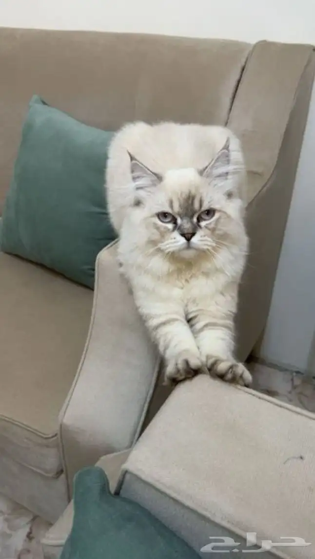 قط للتبني 1