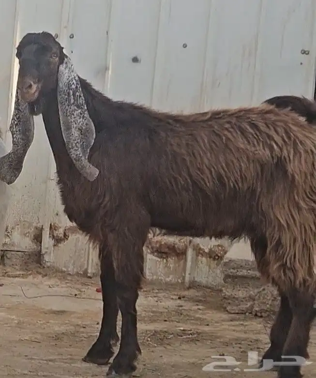 الفحل القادم تيس عارضي جذع اجم احمر نادر 1