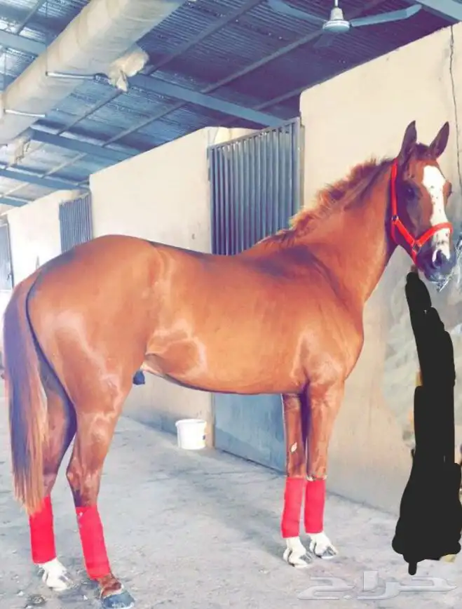 حصان شعبي للبدل بحصان شعبي معسوف شرط سلامة الحصان 5