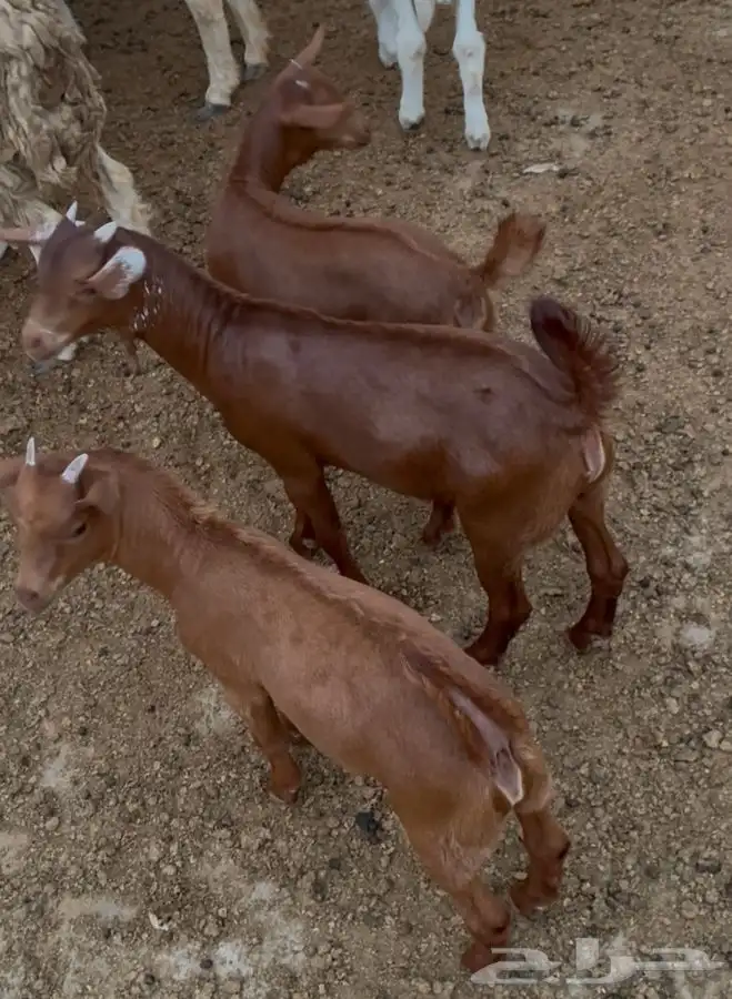 تيوس دهم صغار 0