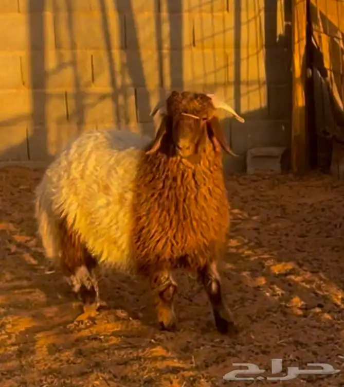 خروف عمره ست شهور مغلق شحم الموقع سوق الغنم 1