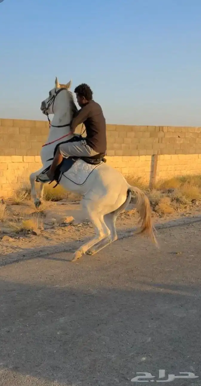 حصان جزيري 2