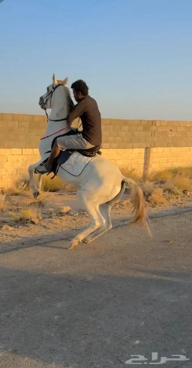 حصان جزيري شعبي 3