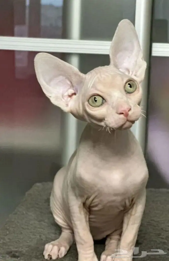 قطه سفنكس استيراد روسيا 0