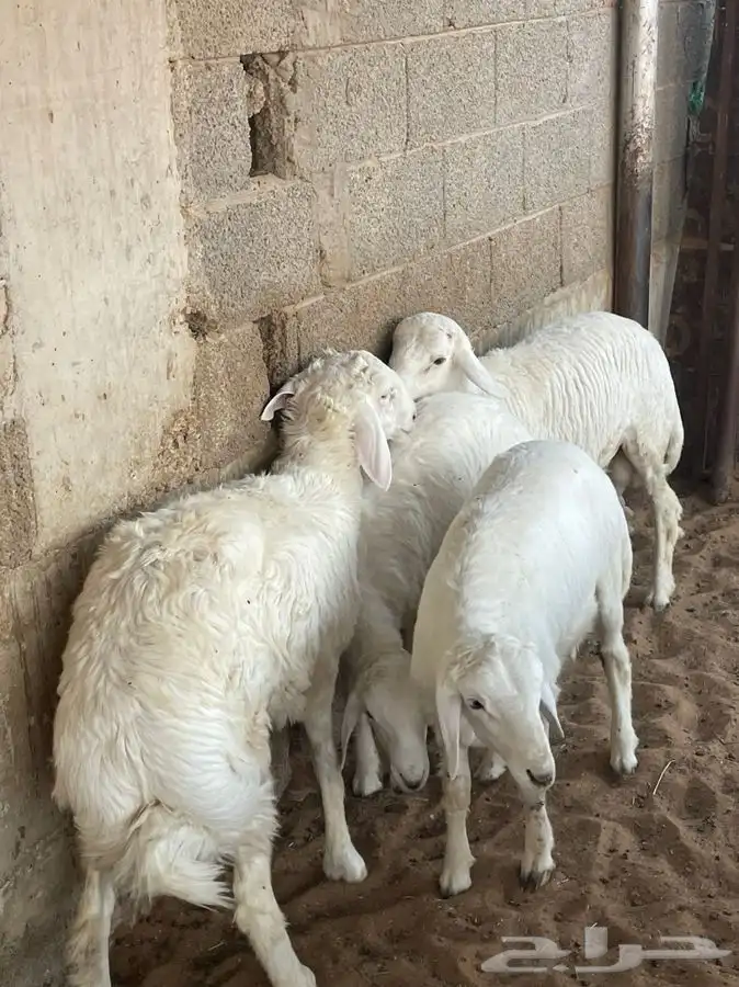 للبيع طليان وجفره 3