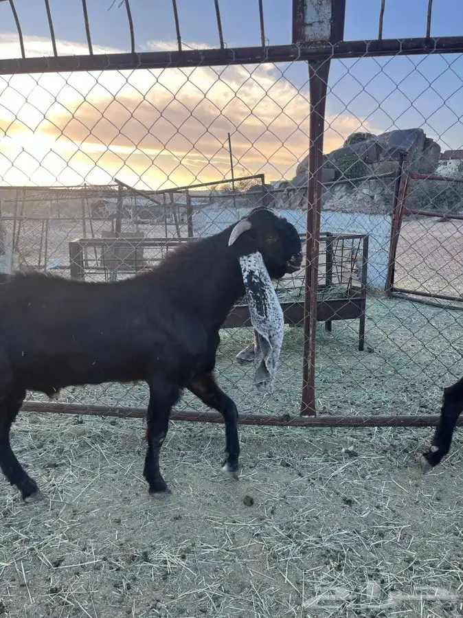 تيوس صنف هولنديه 4