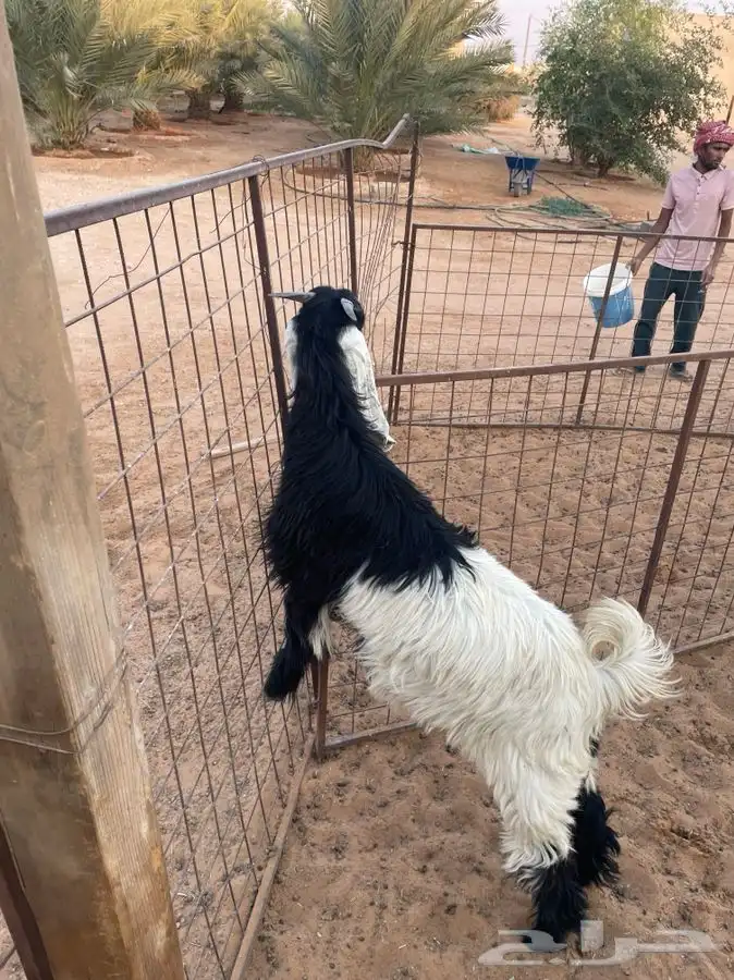 للبيع طليان وجفره 1