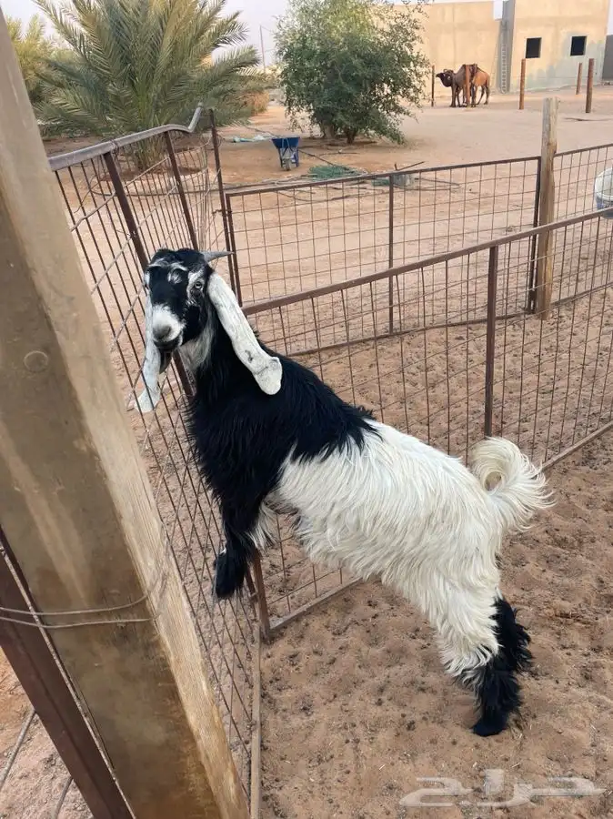 للبيع طليان وجفره 2