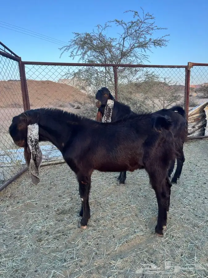 تيوس صنف هولنديه 8