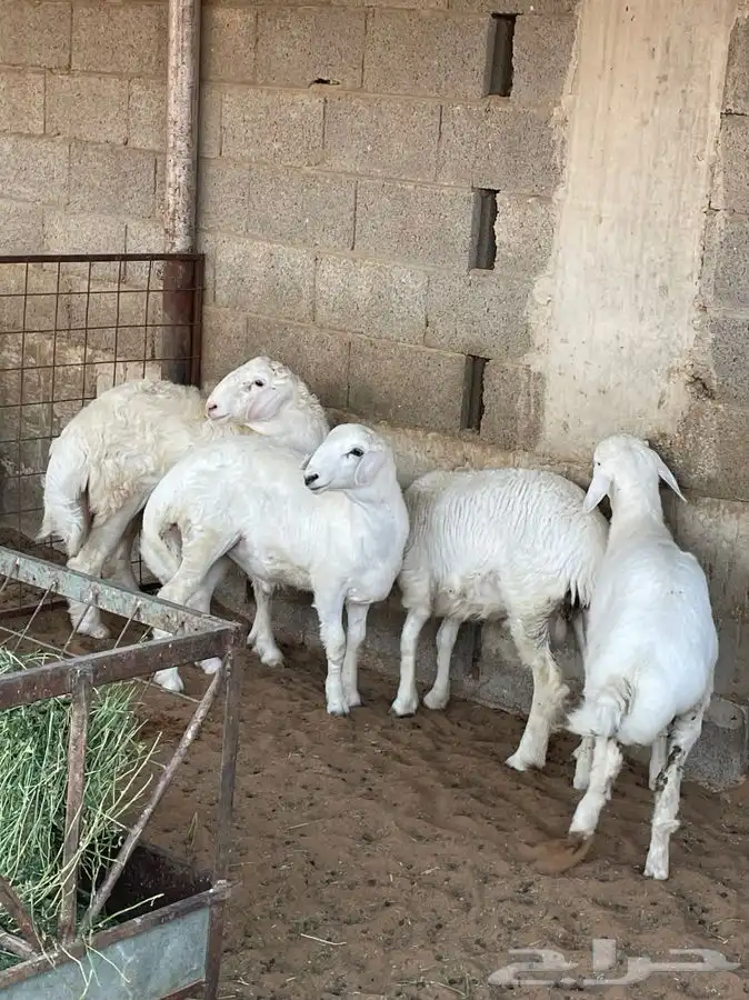 للبيع طليان وجفره 7