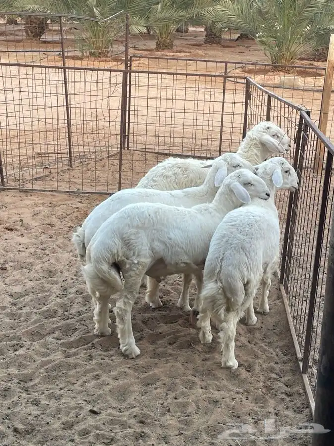 للبيع طليان وجفره 6