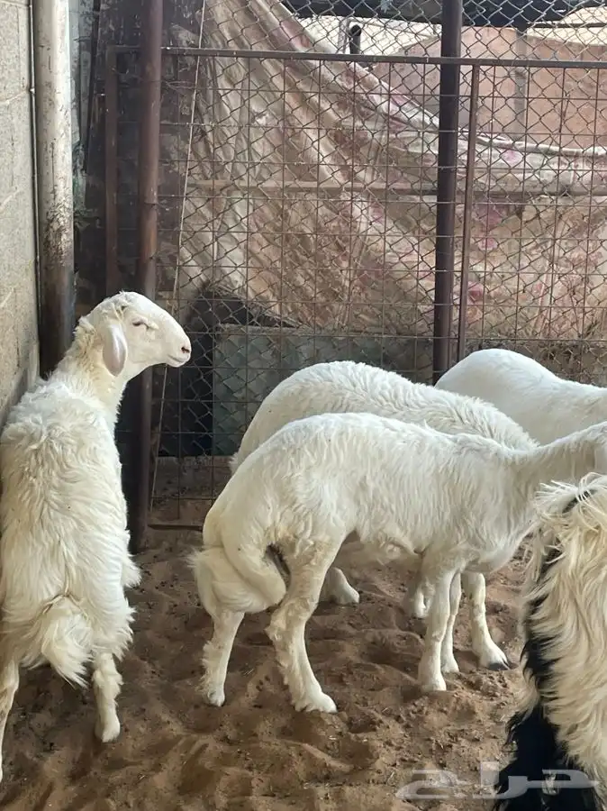 للبيع طليان وجفره 4