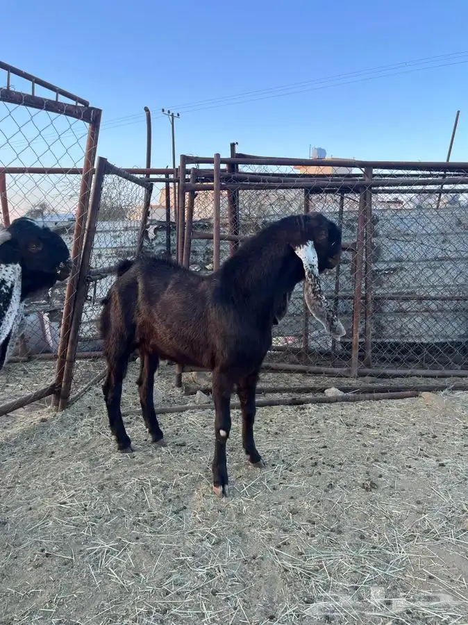 تيوس صنف هولنديه 2