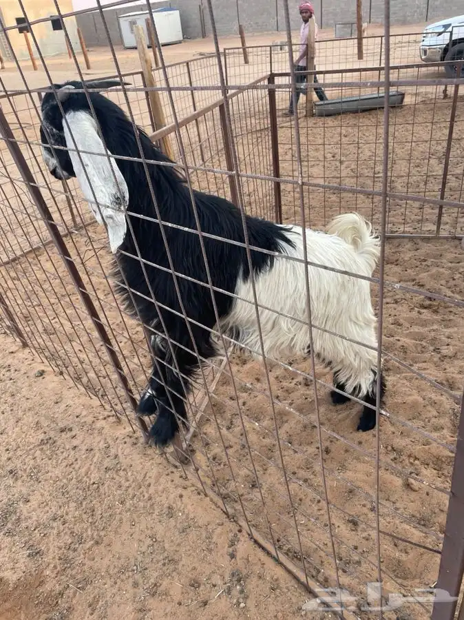 للبيع طليان وجفره 0