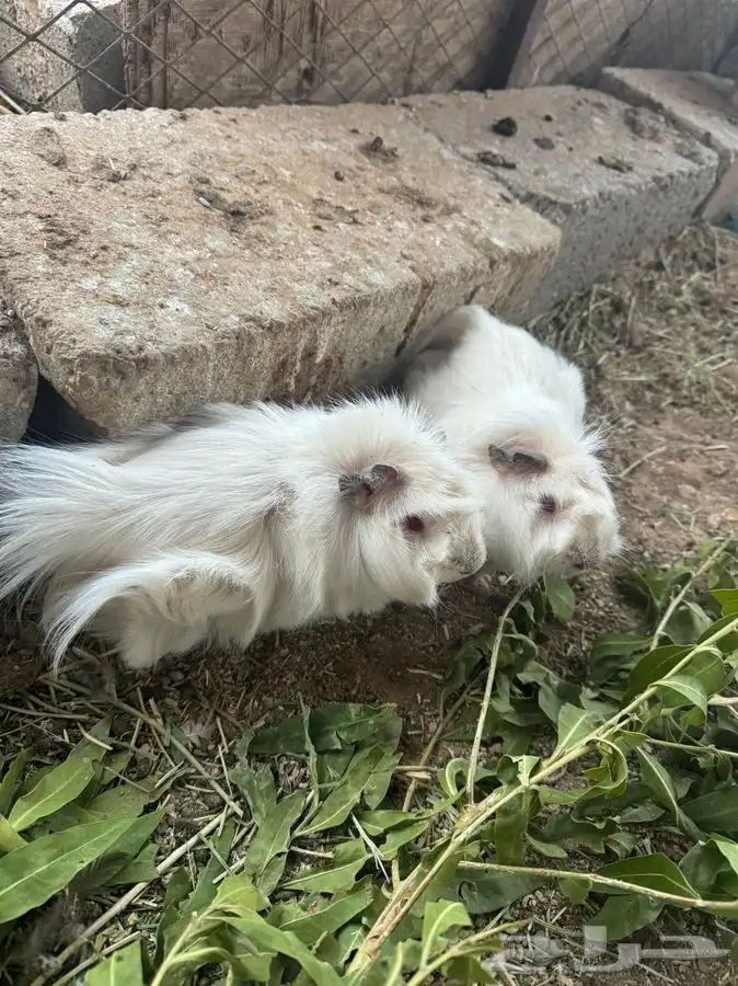 ذكر وانثى وبر 2