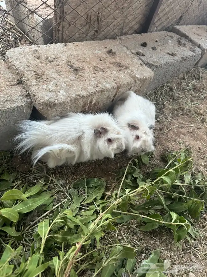 ذكر وانثى وبر 0