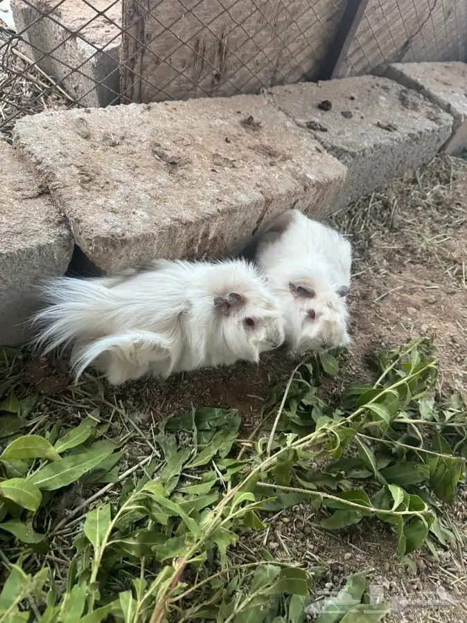 ذكر وانثى وبر 1