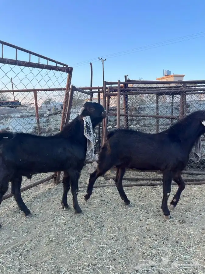 تيوس صنف هولنديه 1