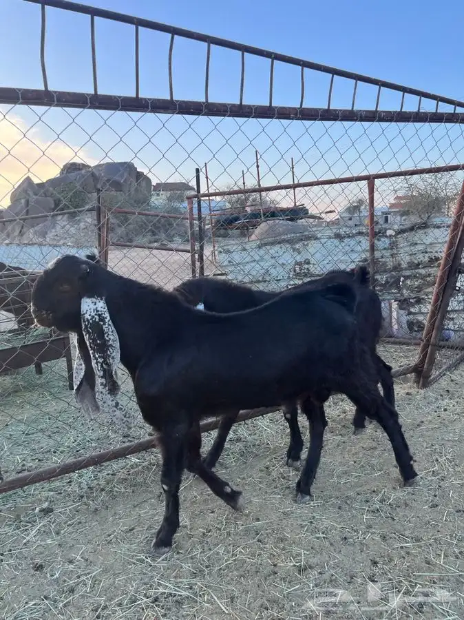 تيوس صنف هولنديه 0