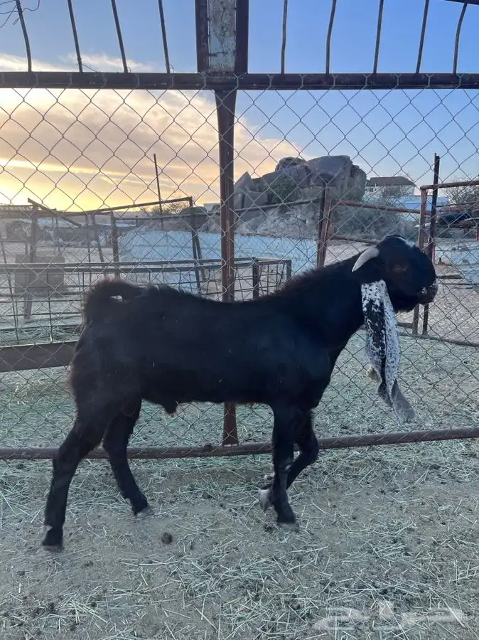 تيوس صنف هولنديه 3