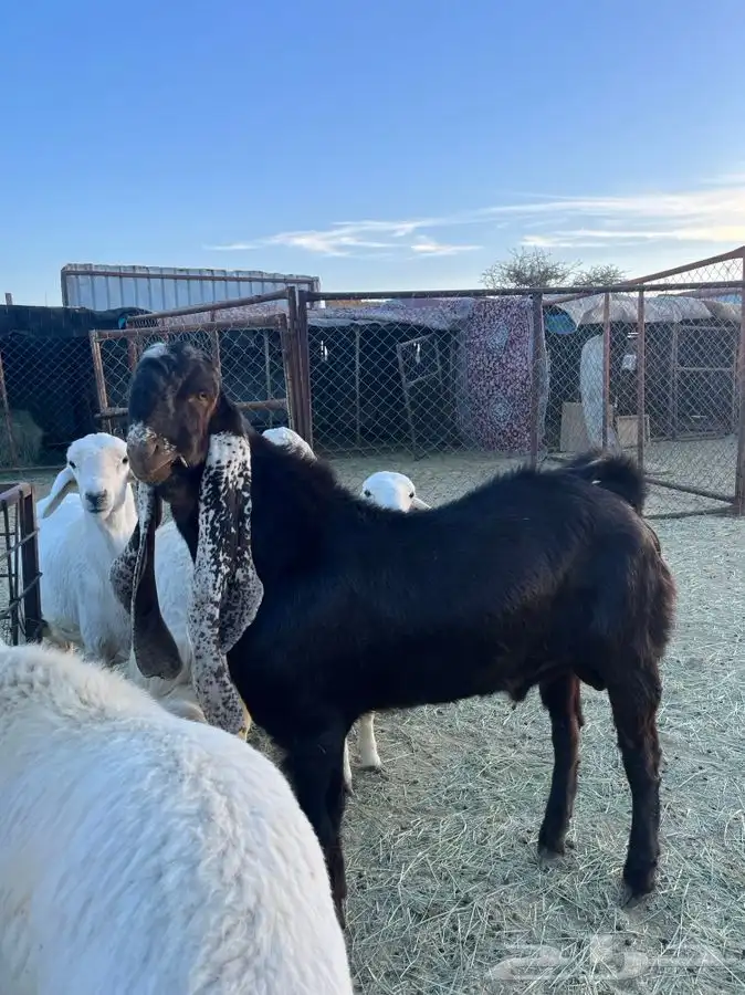 تيوس صنف هولنديه 6