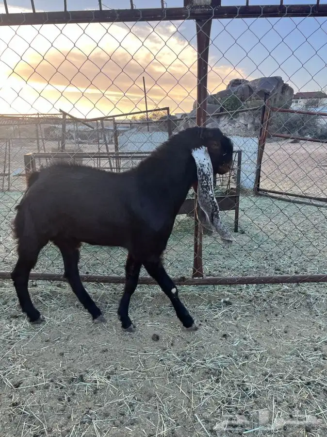 تيوس صنف هولنديه 5