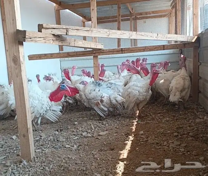 عدد 40 ذكر رومي للبيع 3