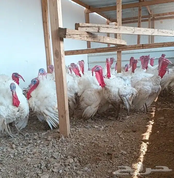 عدد 40 ذكر رومي للبيع 4