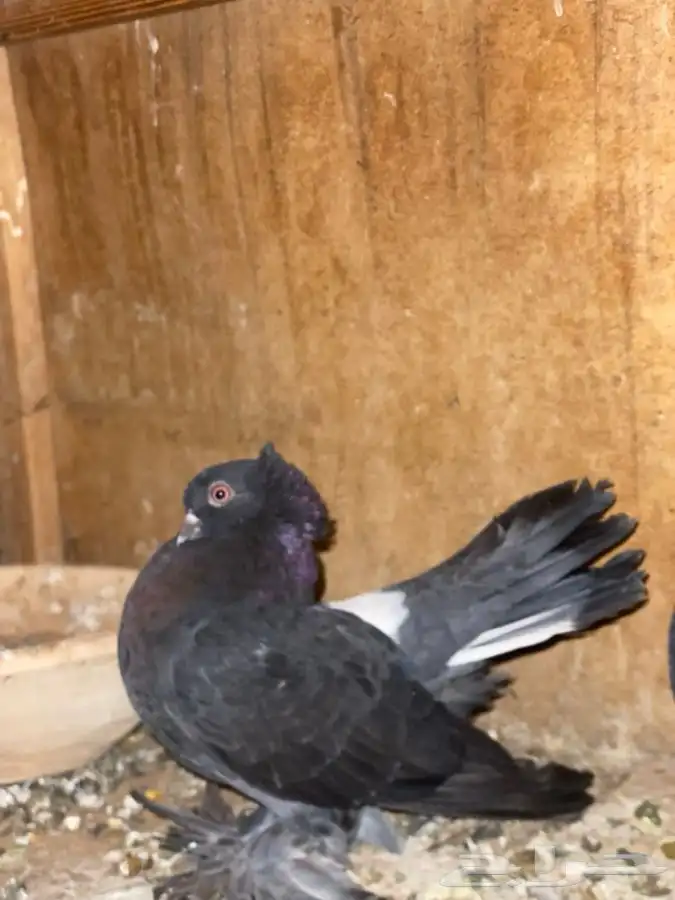 حمام كرنقو و الاسكا للبيع 1