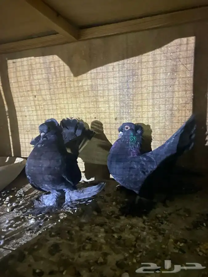 حمام كرنقو و الاسكا للبيع 8