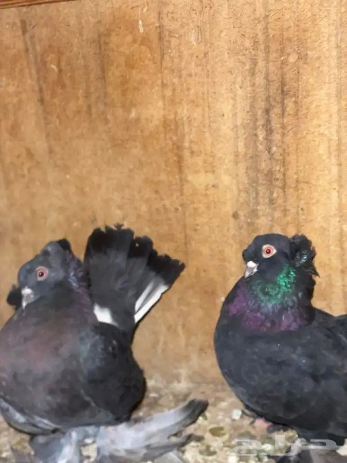 حمام كرنقو و الاسكا للبيع 0