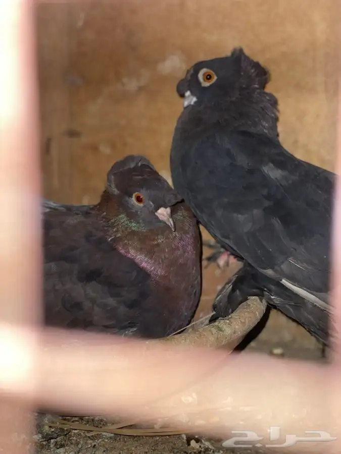 حمام كرنقو و الاسكا للبيع 7