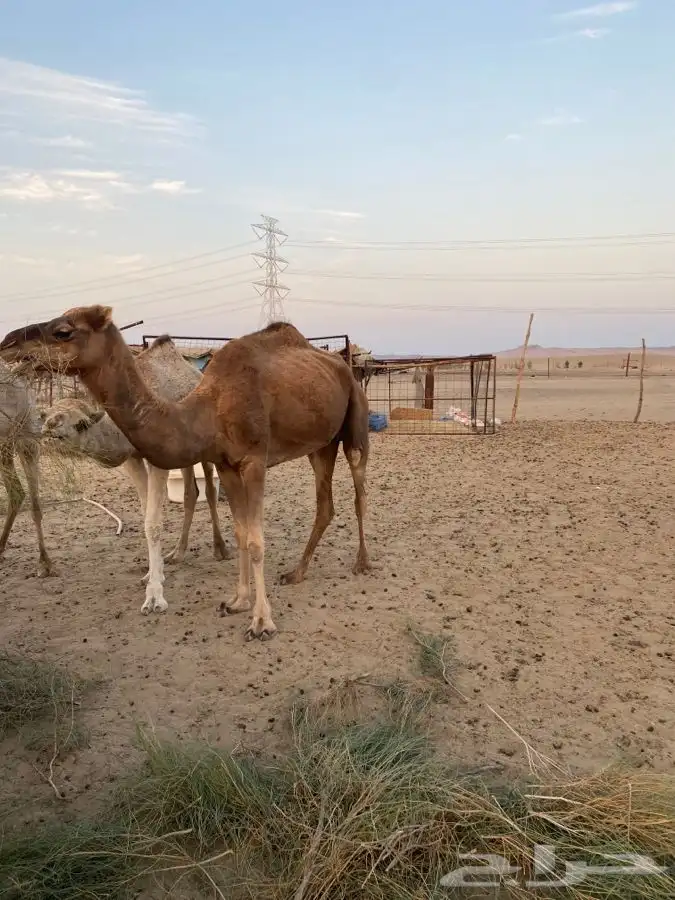 جمل وناقتين للبيع. 1