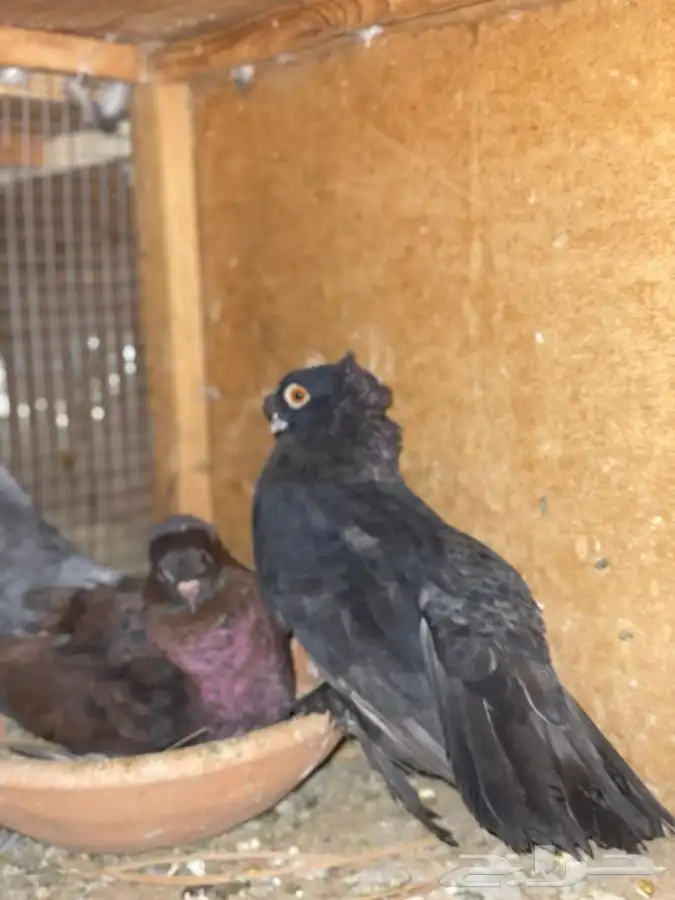 حمام كرنقو و الاسكا للبيع 6