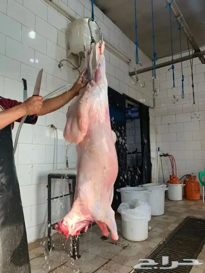 لحم حري جذع بالربع ولنصف وبالتقسيط 4