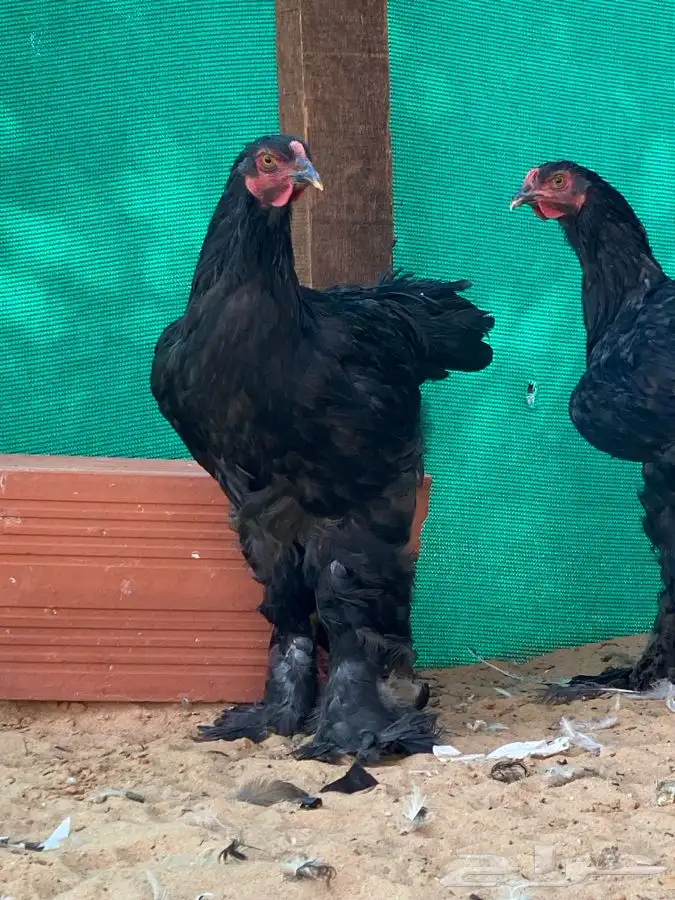 ديوك براهما اسود 0