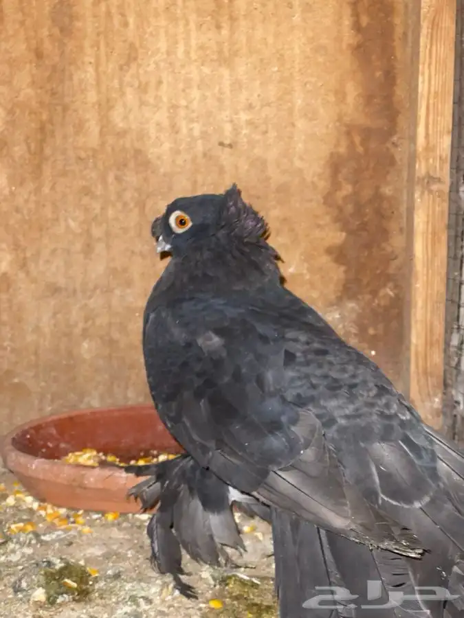 حمام كرنقو و الاسكا للبيع 3