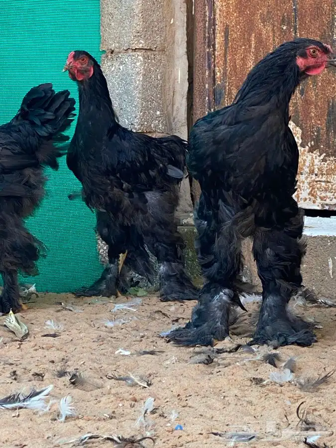 ديوك براهما اسود 1