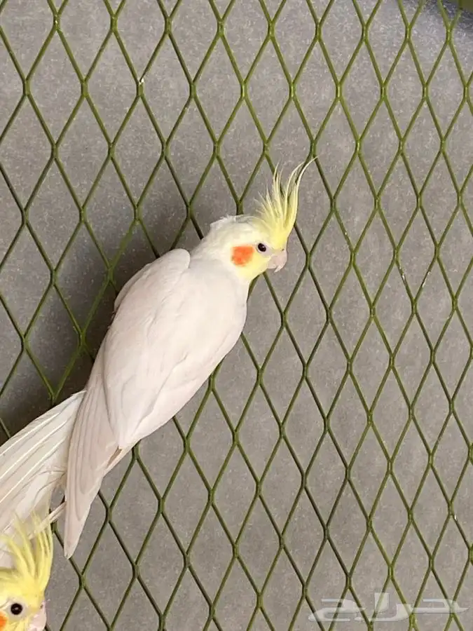 زوج كروان للبيع 1