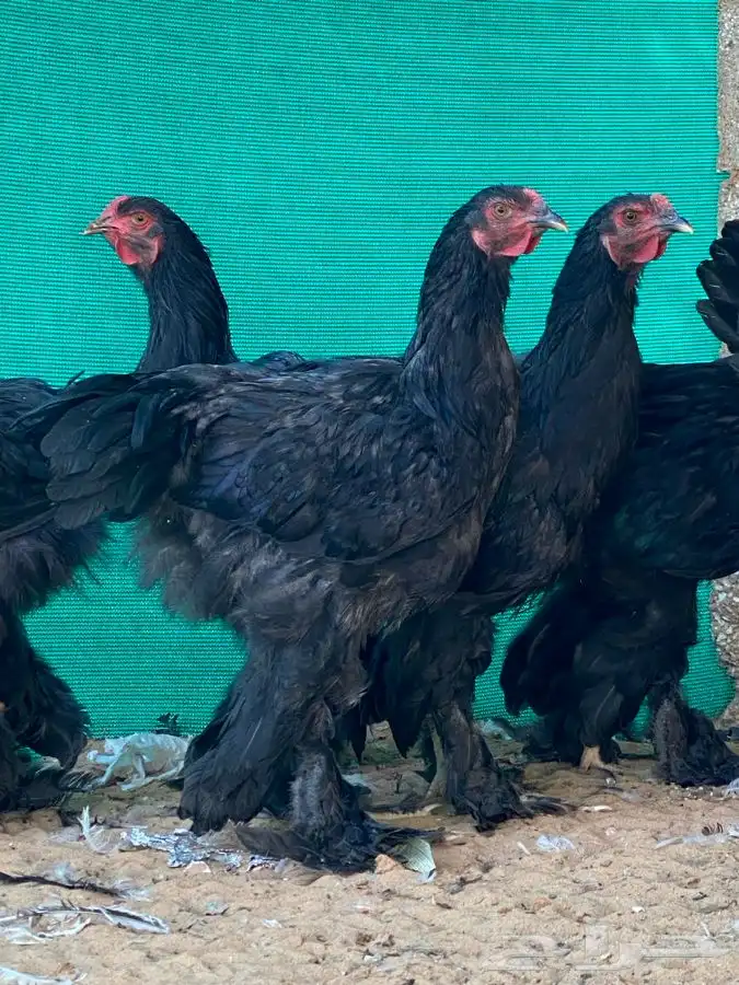 ديوك براهما اسود 5