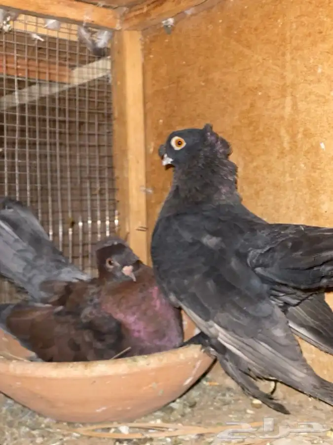 حمام كرنقو و الاسكا للبيع 2