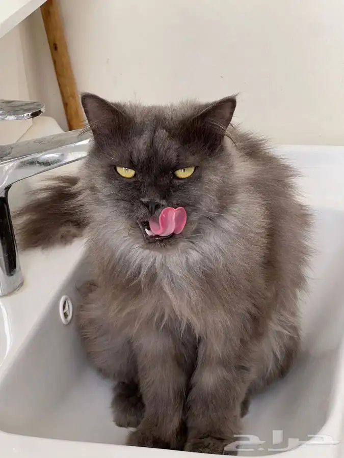 قط شيرازي للتبني 0
