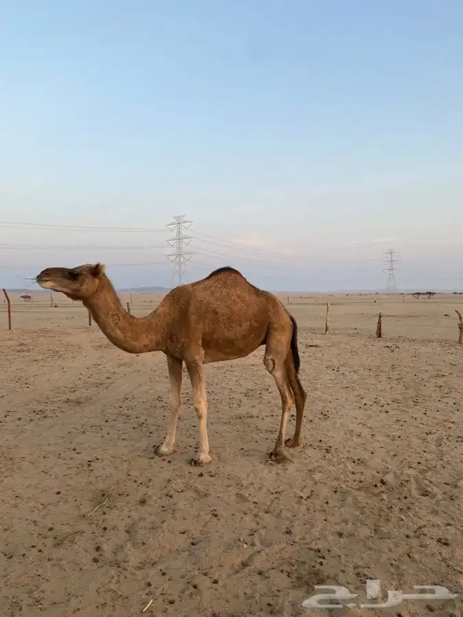 جمل وناقتين للبيع. 2