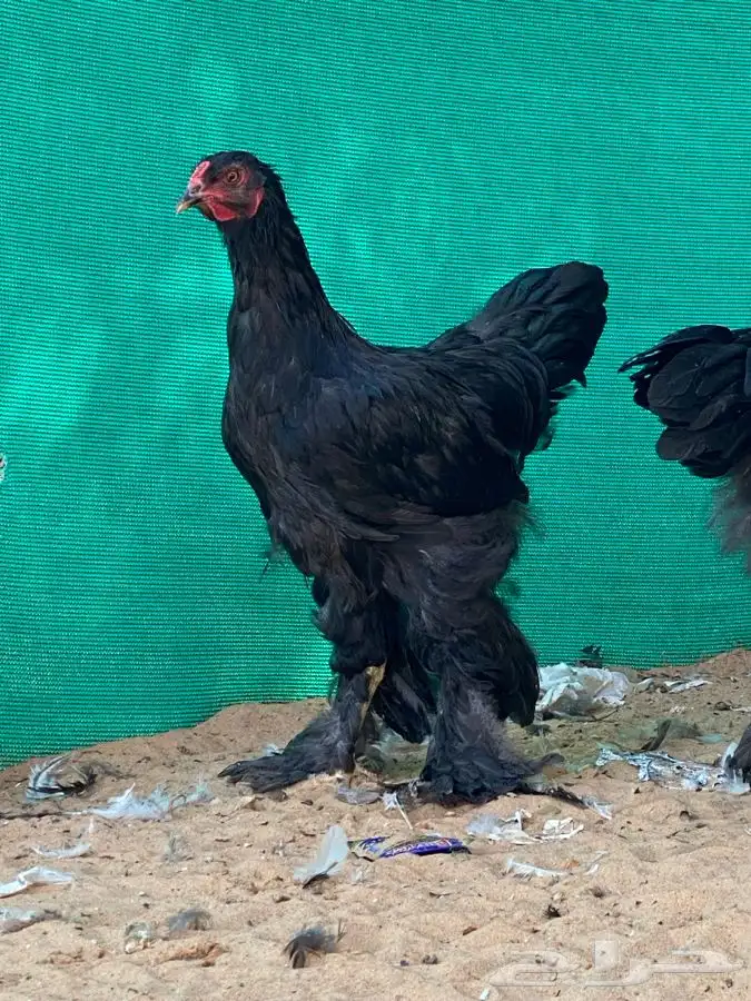 ديوك براهما اسود 2