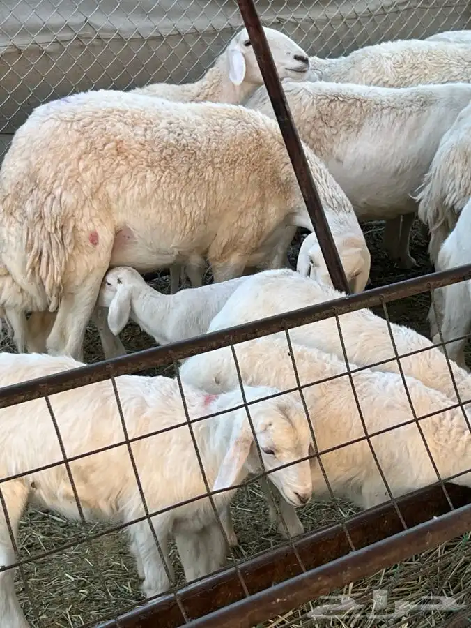 حريات ولد 16