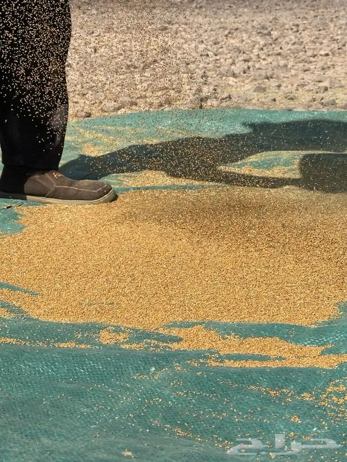 بذور برسيم صبخاوي اوتاج 2025 0