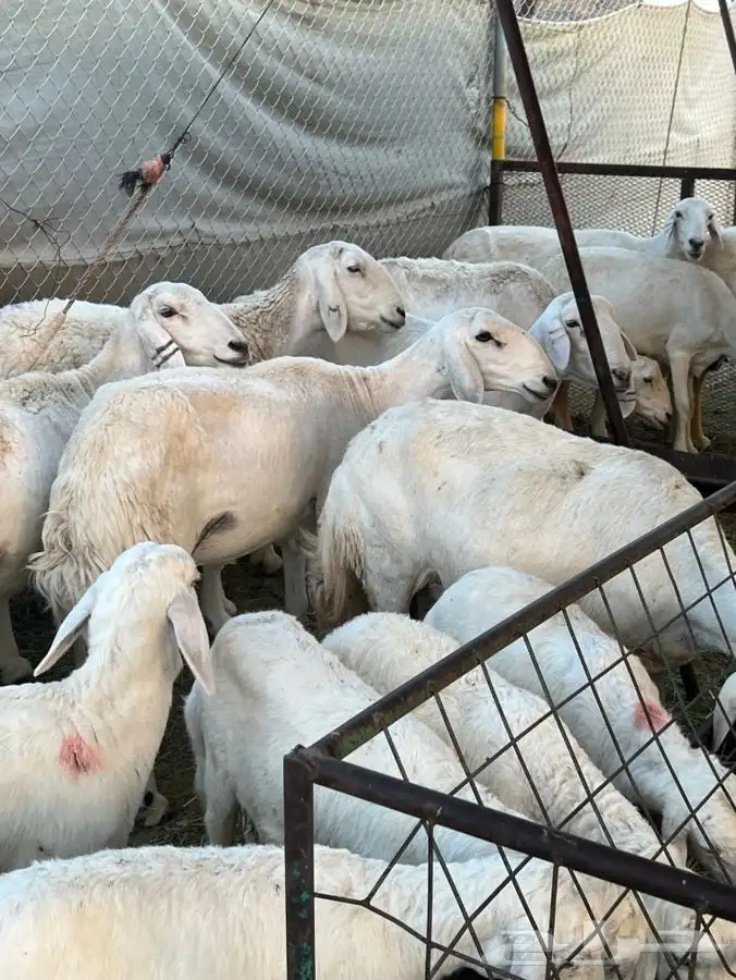 حريات ولد 19