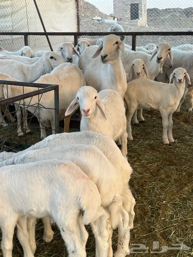 حريات ولد 17