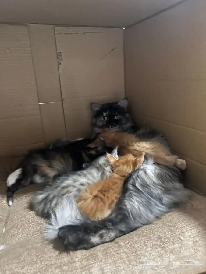 قطه لتبني مع عيالها 0